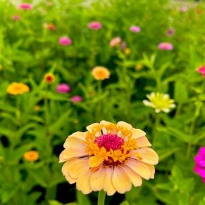 Meet your Posher, April